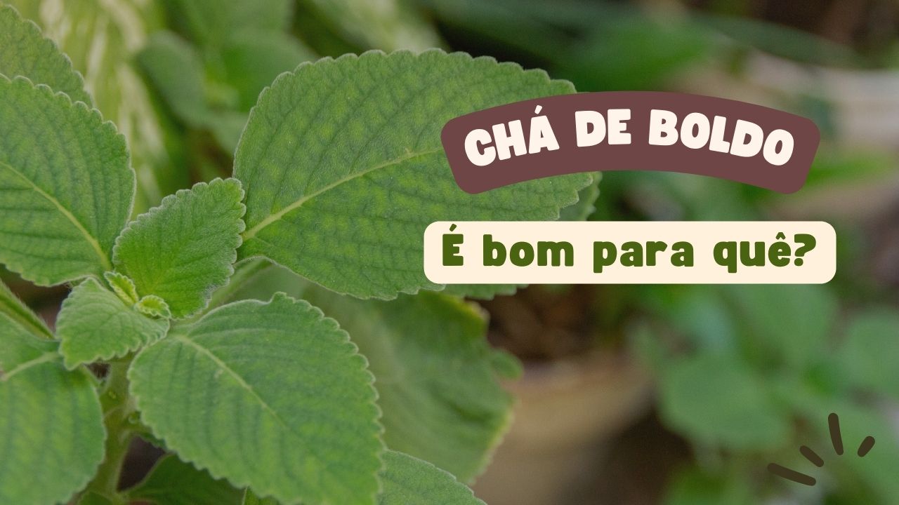 Chá de Boldo é bom para quê?