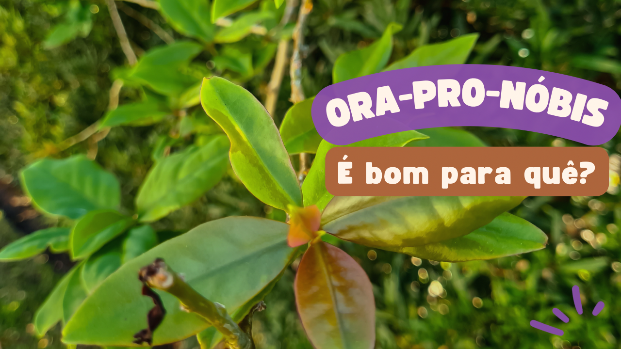 Benefícios do ora-pro-nóbis